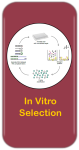 In Vitro Selection